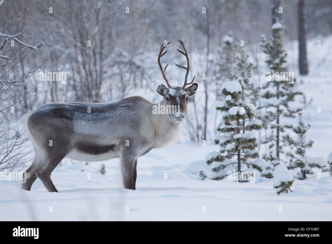 Rentier Rangifer Tarandus im Schnee in Finnisch-Lappland Stockfoto