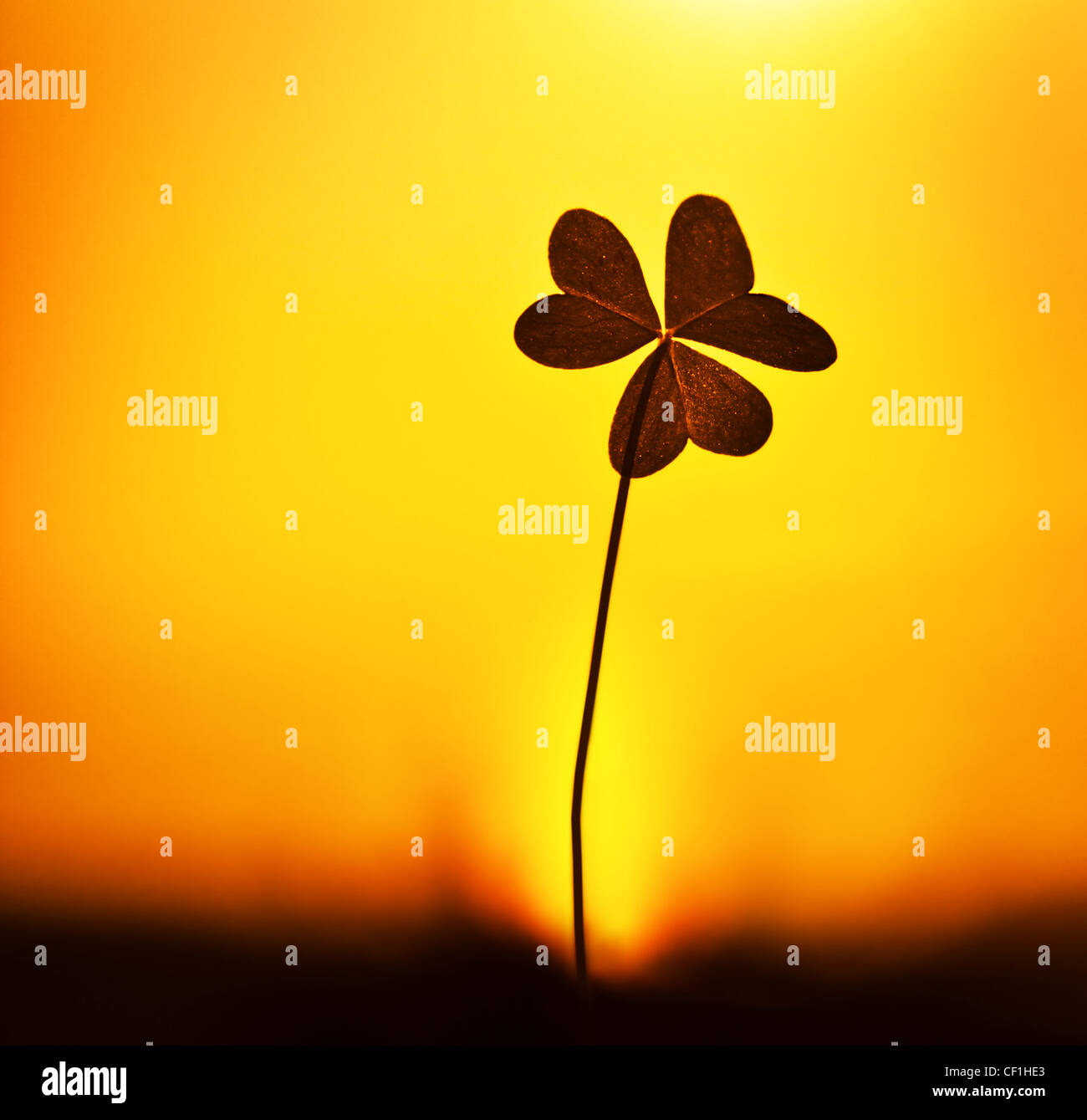 Klee bei Sonnenuntergang, Silhouette Shamrock Pflanze über warmen gelben Himmelshintergrund, abstrakte florale Bild, Frühling Natur Stockfoto