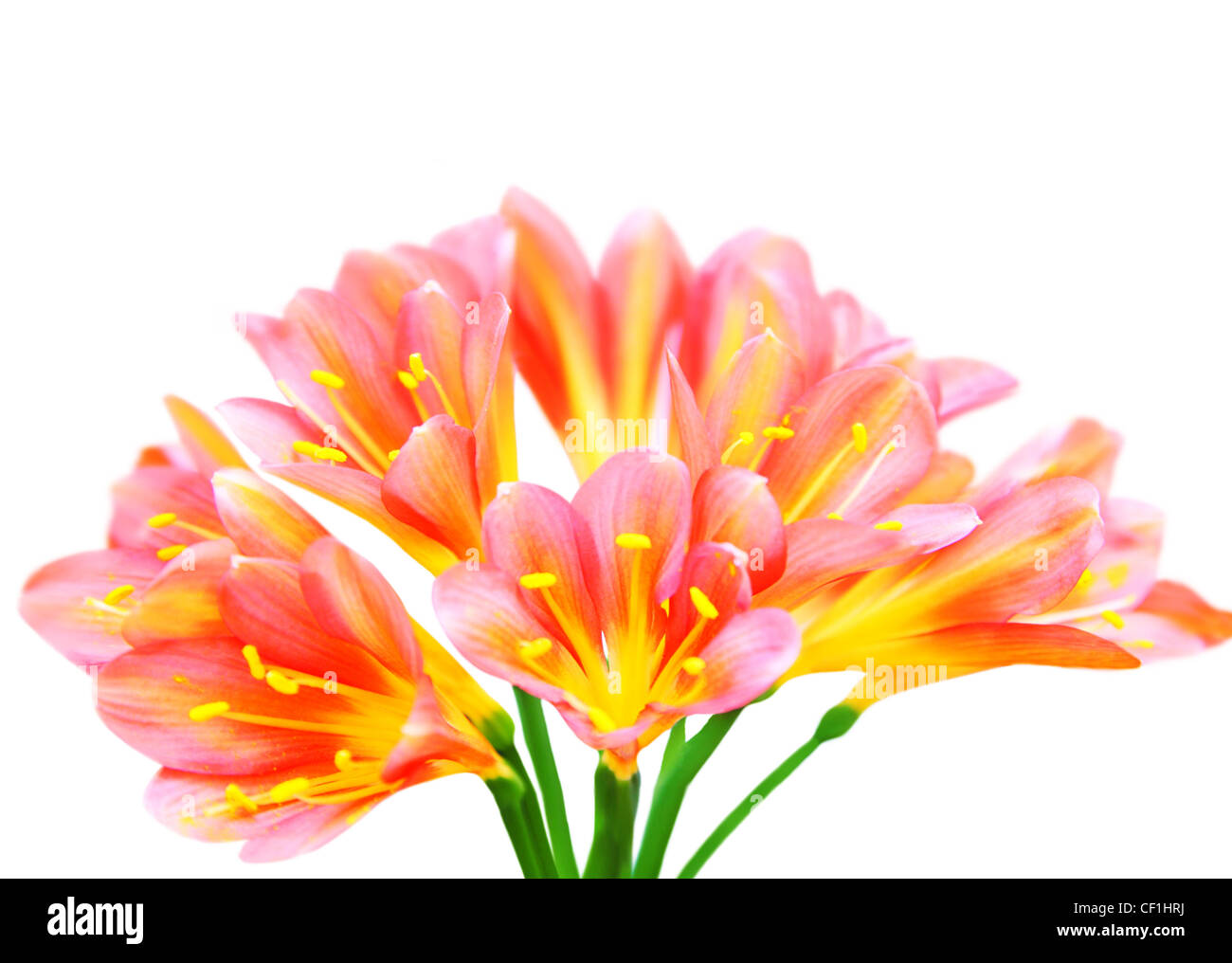 Frische Krokus Frühlingsblumen isoliert auf weißem Hintergrund Stockfoto