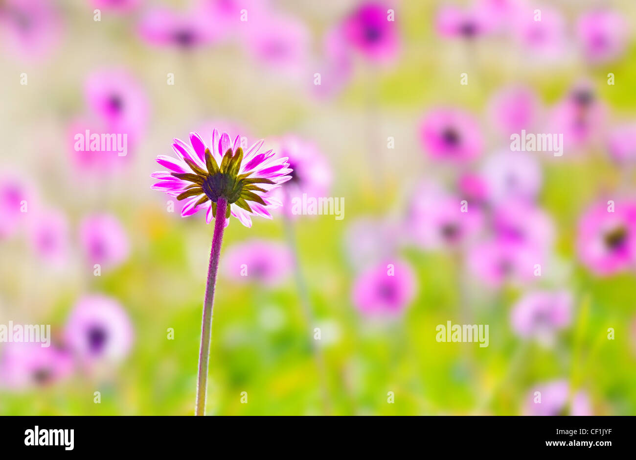 Rosa frische Blumenwiese mit Tiefenschärfe, natürlichen Hintergrund Stockfoto