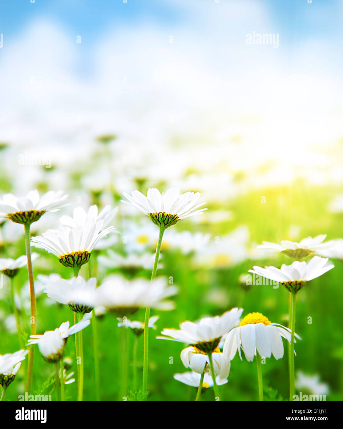 Frühlingswiese weiße frische Gänseblümchen Blumen, Landschaft, soft-Fokus Stockfoto