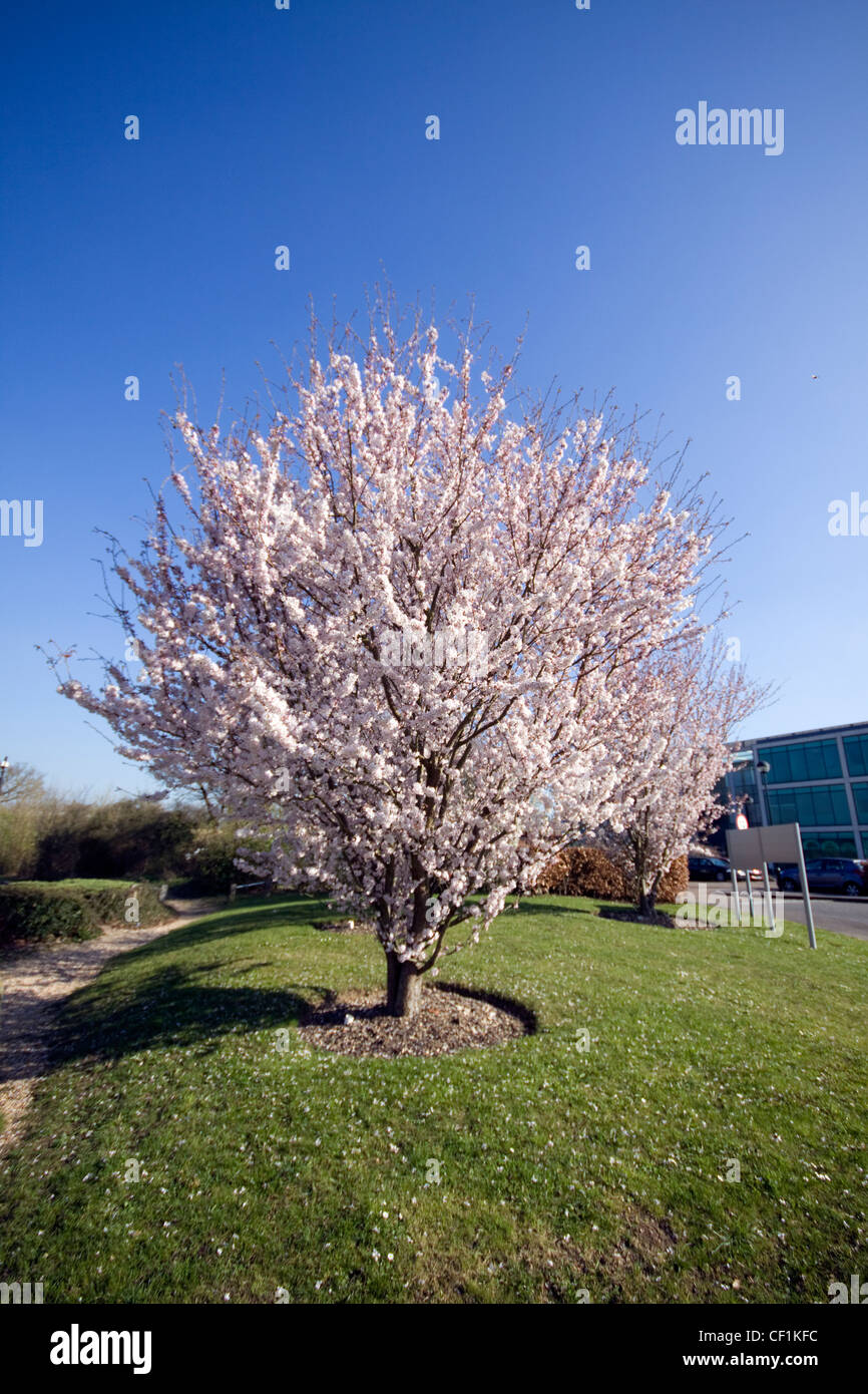 Kirschbaum in Blüte in der Frühlingssonne Stockfoto