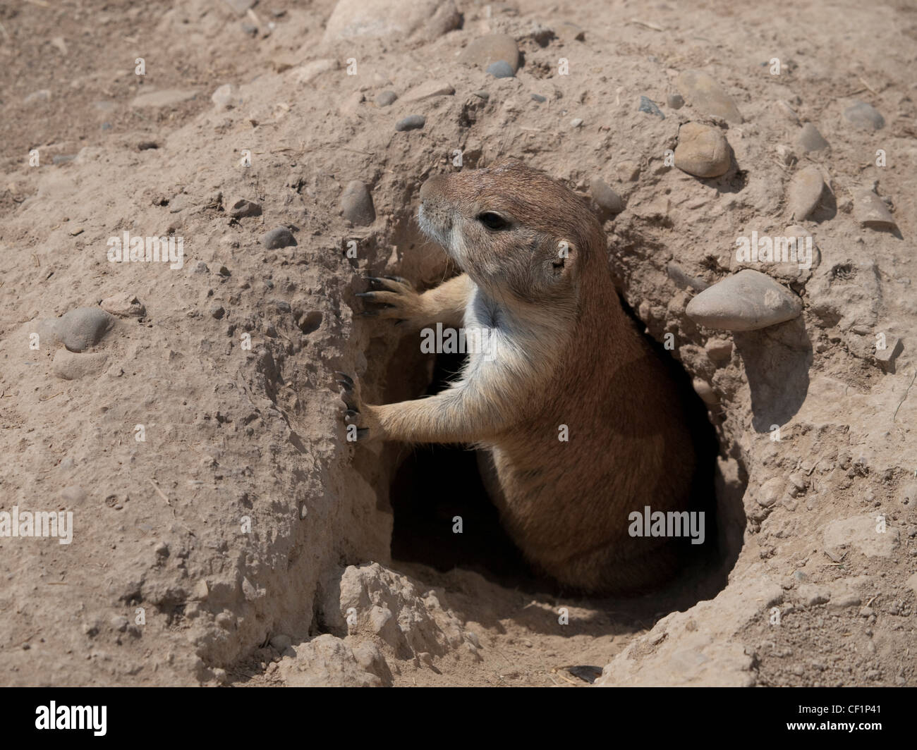 Perrito De La Pradera. Preirie Hund. Cynomys sich. Wüste Bardenas. Navarra. Spanien. Stockfoto