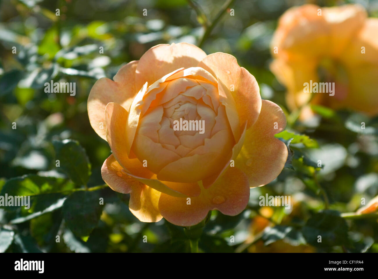 Englische rose "Lady von Shalott" Stockfoto