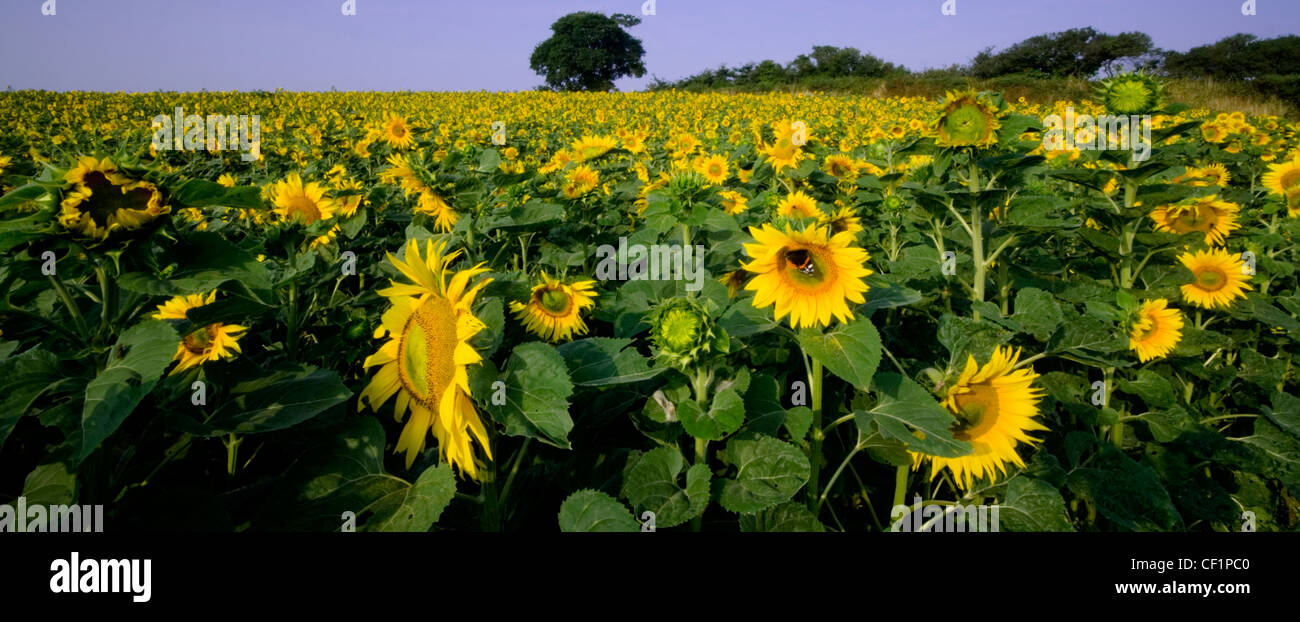 Sonnenblumenfeld. Sonnenblumen wachsen können bis zu 3 Meter Höhe mit der Blüte 30 cm im Durchmesser erreichen. Stockfoto