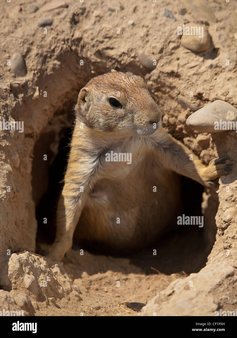 Perrito De La Pradera. Preirie Hund. Cynomys sich. Wüste Bardenas. Navarra. Spanien. Stockfoto