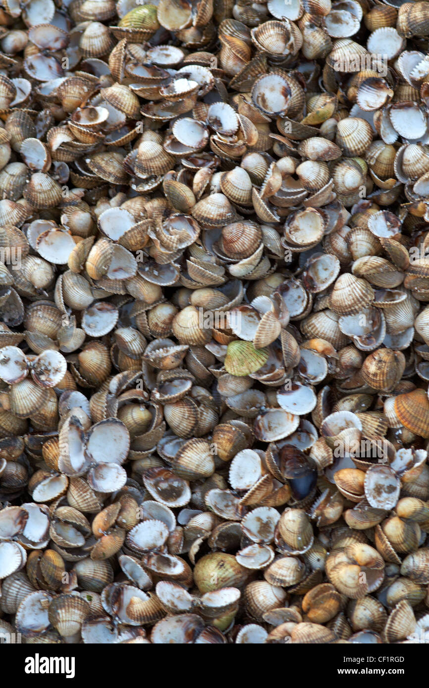 Herzmuschel-Muscheln in einem Haufen an Leigh-on-Sea. Stockfoto