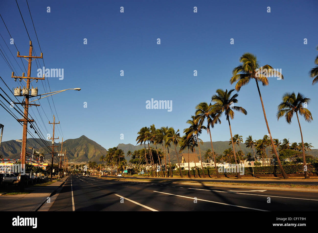 Plam Bäume auf Lono Avenue, Kahului, Insel Maui, Hawaii, Usa Stockfoto