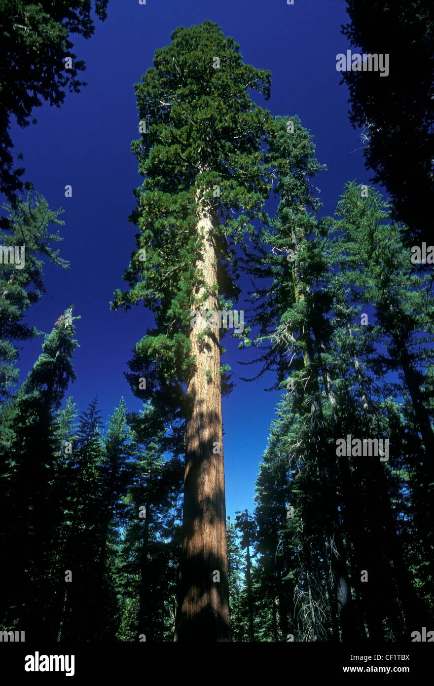 Gigantischen Sequoia Bäumen, Tuolumne Grove, in der Nähe von Kran Flach, Yosemite Valley, Yosemite National Park, Yosemite, National Park, Mariposa County, Kalifornien Stockfoto