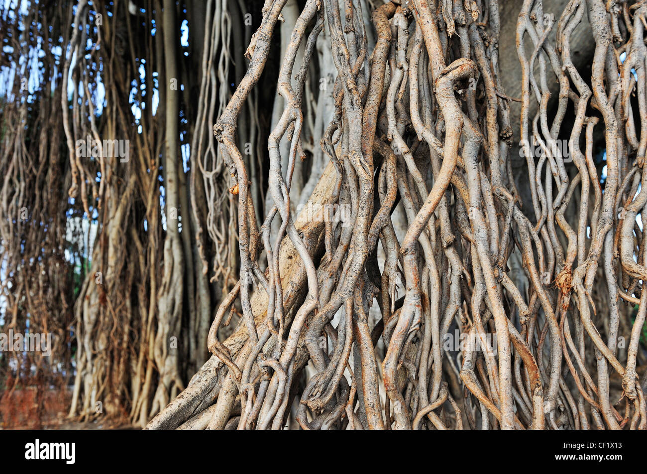 Scheinbare Wurzeln der Banyan-Baum, Waikiki, Insel Oahu, Honolulu, Inseln der Insel Oahu, Hawaii, Usa Stockfoto