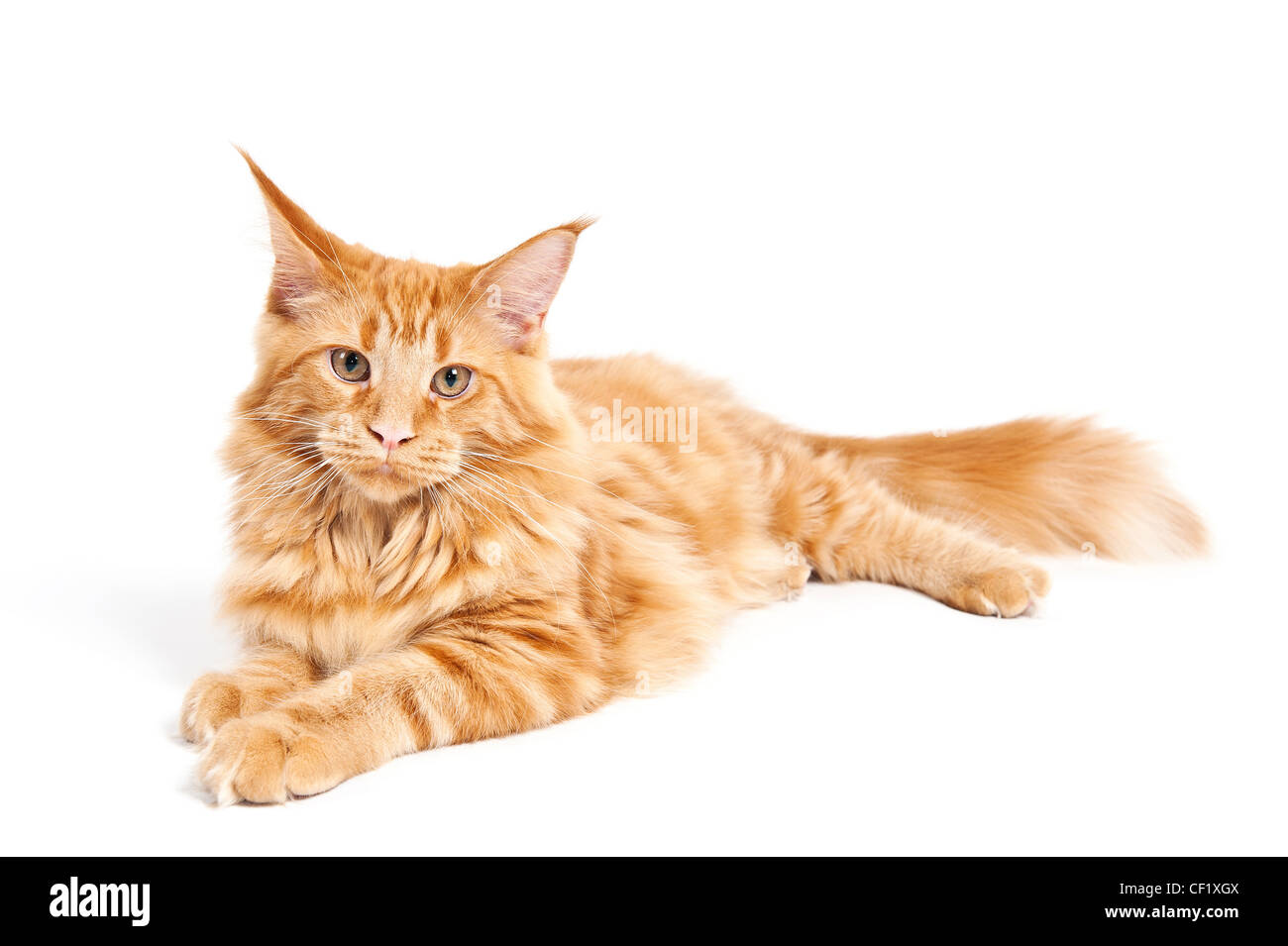 Maine Coon Katze liegend auf weißem Hintergrund Stockfoto