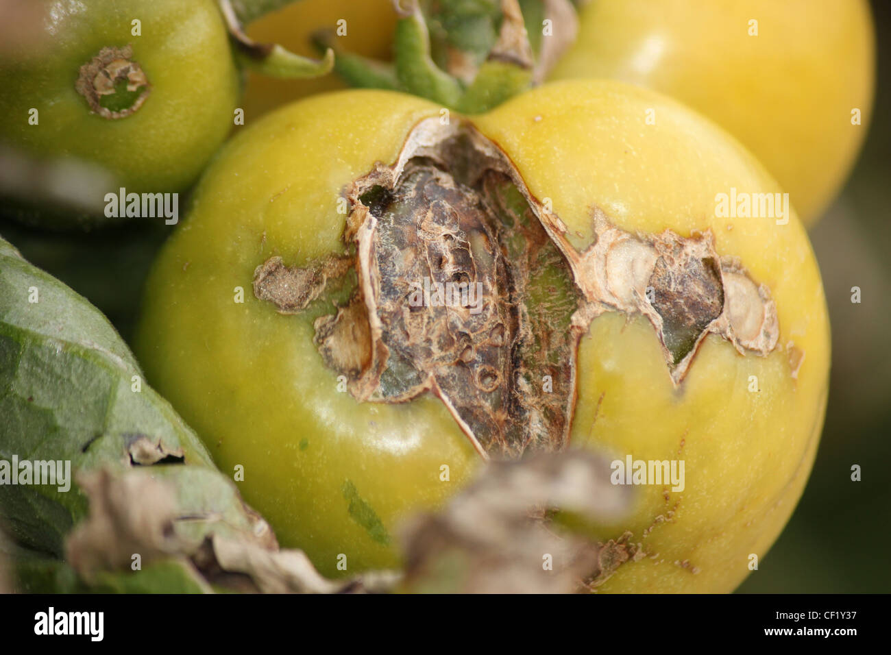 Eine faule Tomate Stockfoto