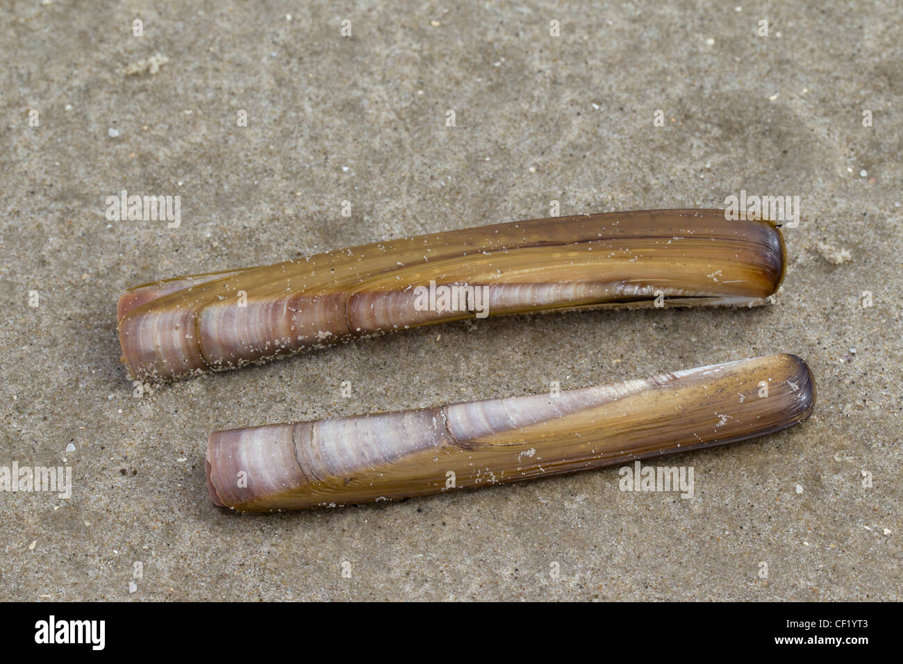 Atlantische Klappmesser Muschel (Ensis Directus / Ensis Americanus) Muscheln am Strand, Wattenmeer, Deutschland Stockfoto