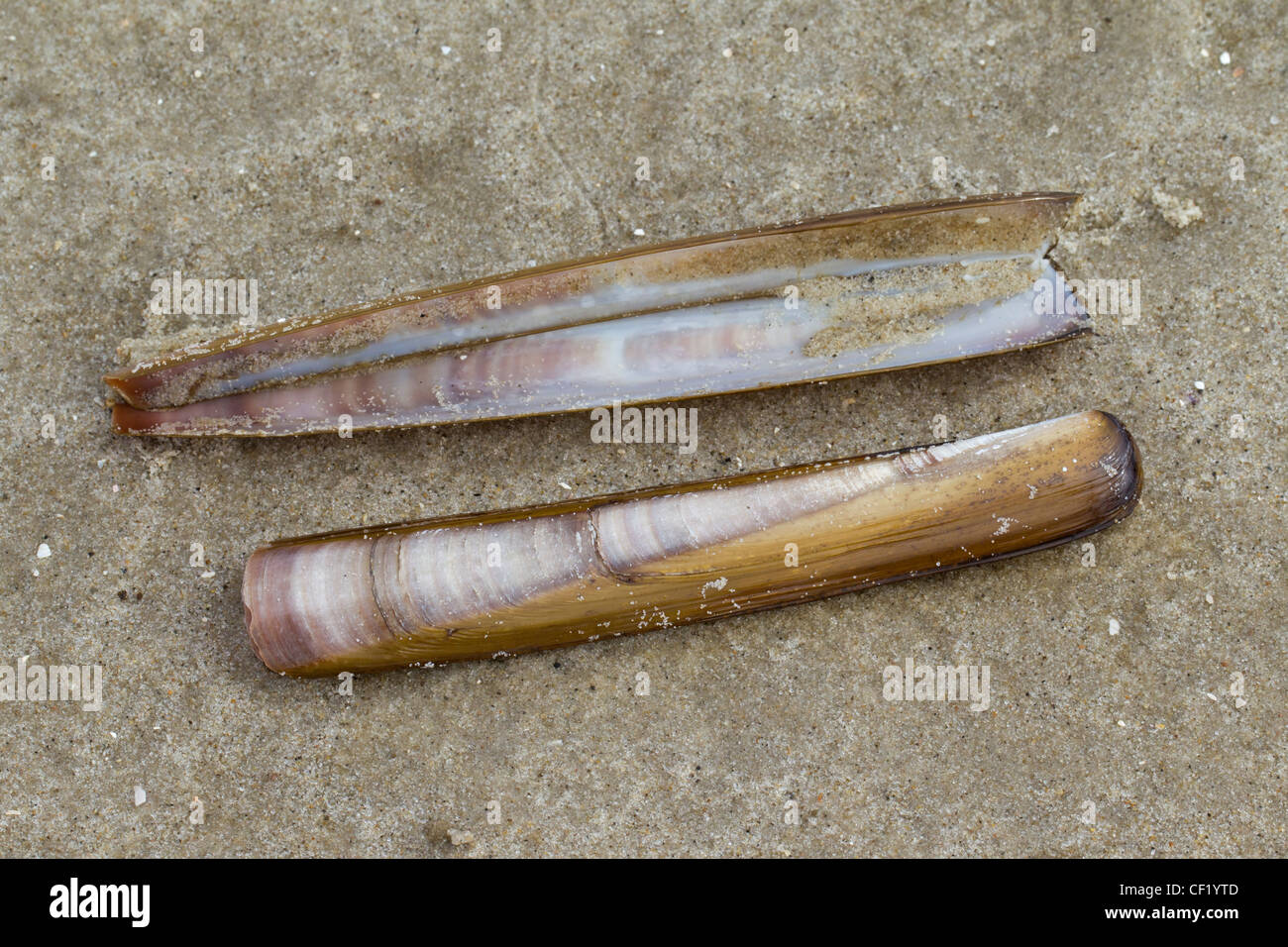 Atlantische Klappmesser Muschel (Ensis Directus / Ensis Americanus) Muscheln am Strand, Wattenmeer, Deutschland Stockfoto