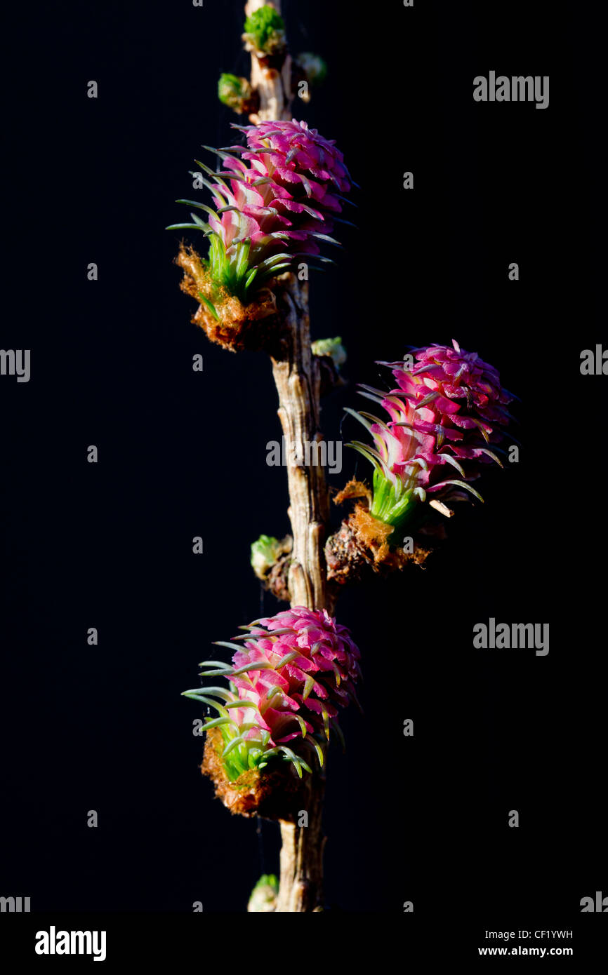 Gemeinsamen Lärche / Europäische Lärche (Larix Decidua) weiblichen Blüten, Deutschland Stockfoto