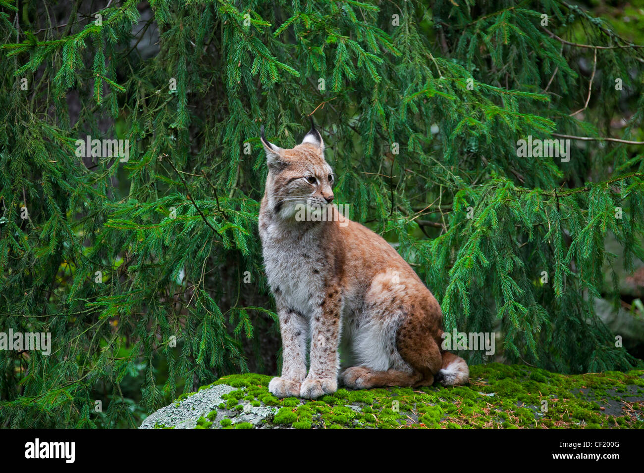 Luchs Englisch Luchs Englisch