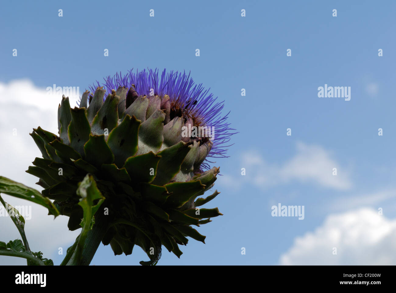 Eine Artischocke wächst auf einer Zuteilung. Stockfoto