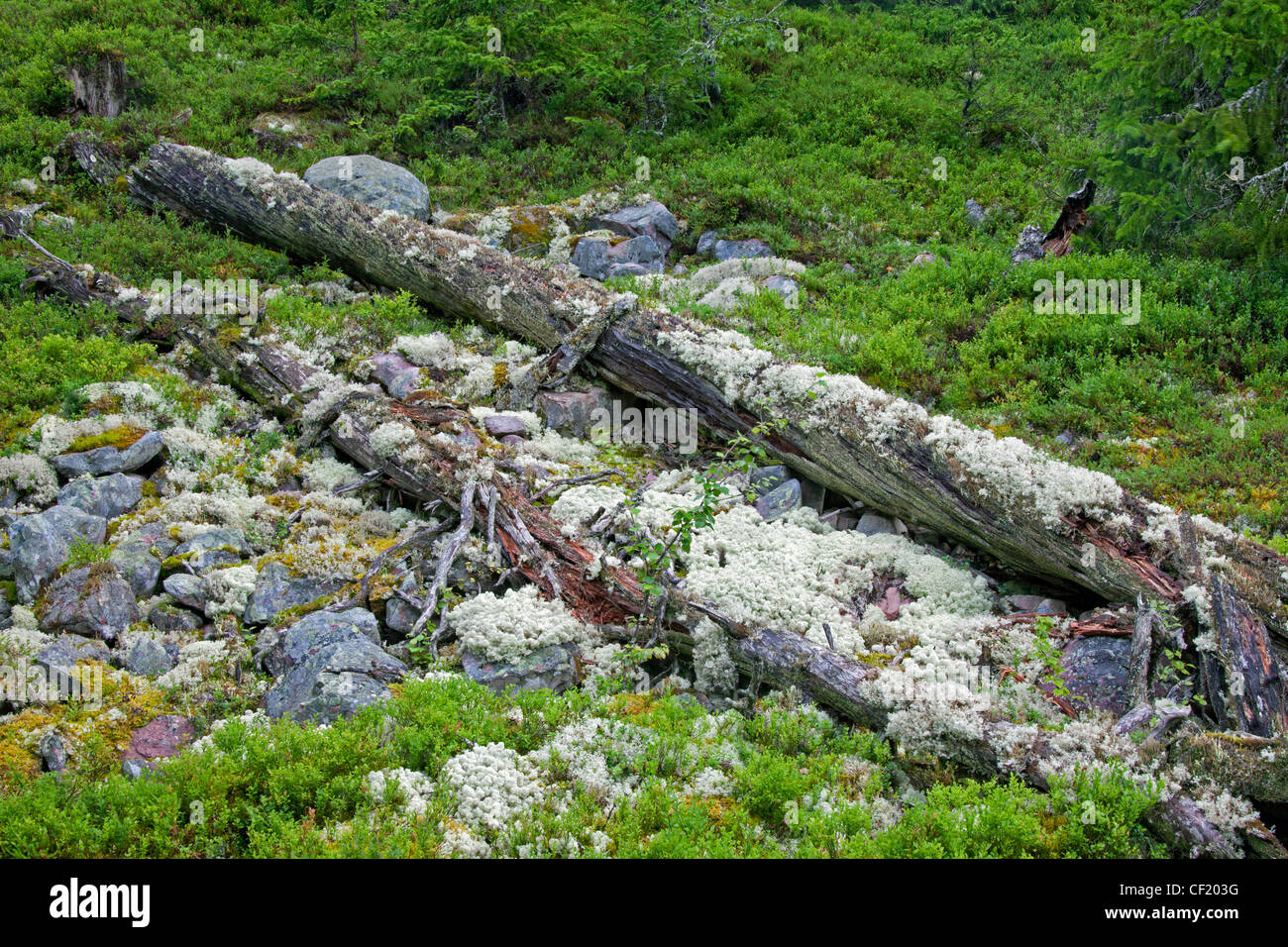 Gefallene Kiefer Baumstamm bedeckt Rentier Flechten Links zu verrotten im Urwald am Fulufjaellet / Fulufjället NP, Dalarna, Schweden Stockfoto