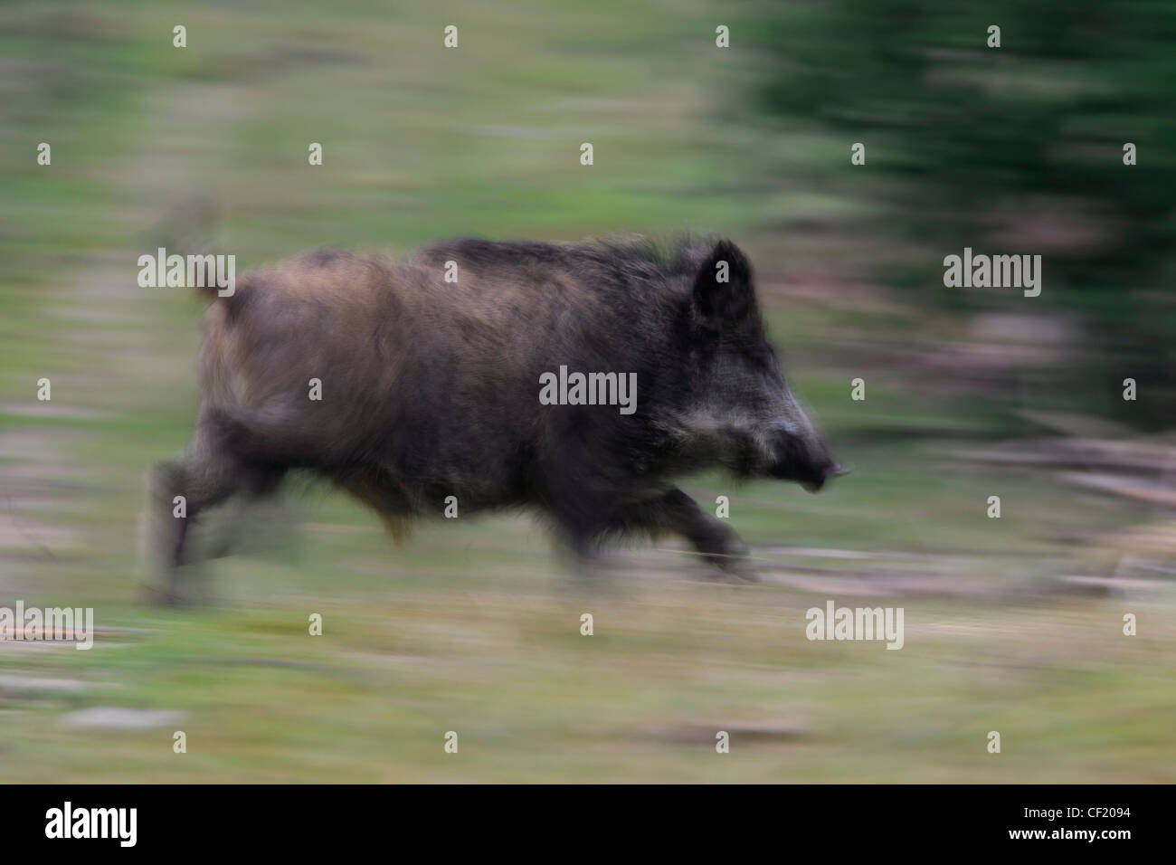 Wildschwein (Sus Scrofa) weglaufen schnell im Wald, Deutschland Stockfoto