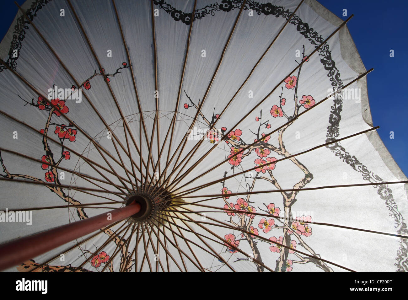 weißen asiatischen Schatten Sonnenschirm oder Regenschirm mit Kirschblüten design Stockfoto