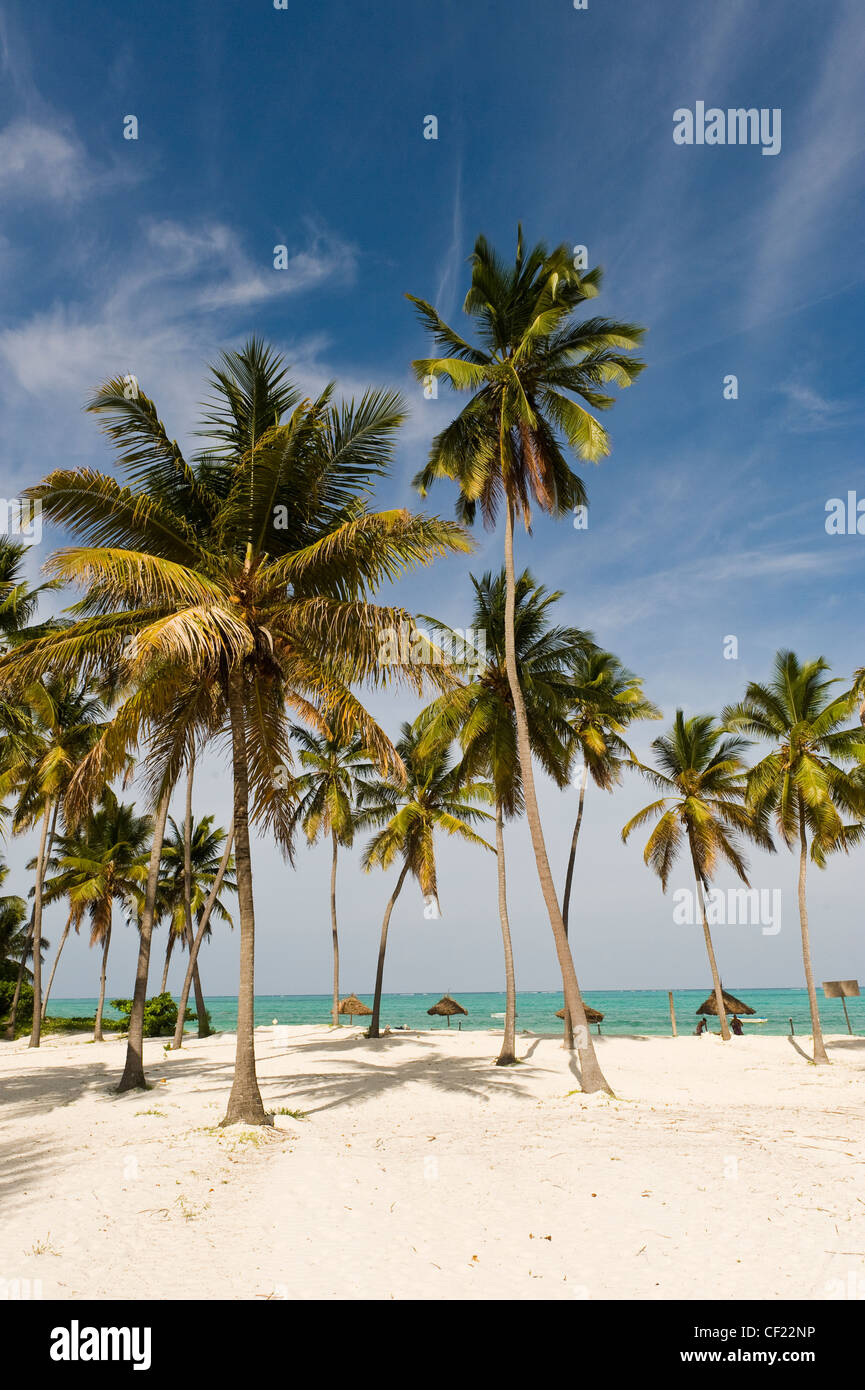 Kokospalmen am Strand Paje, Zanzibar, Tansania Stockfoto