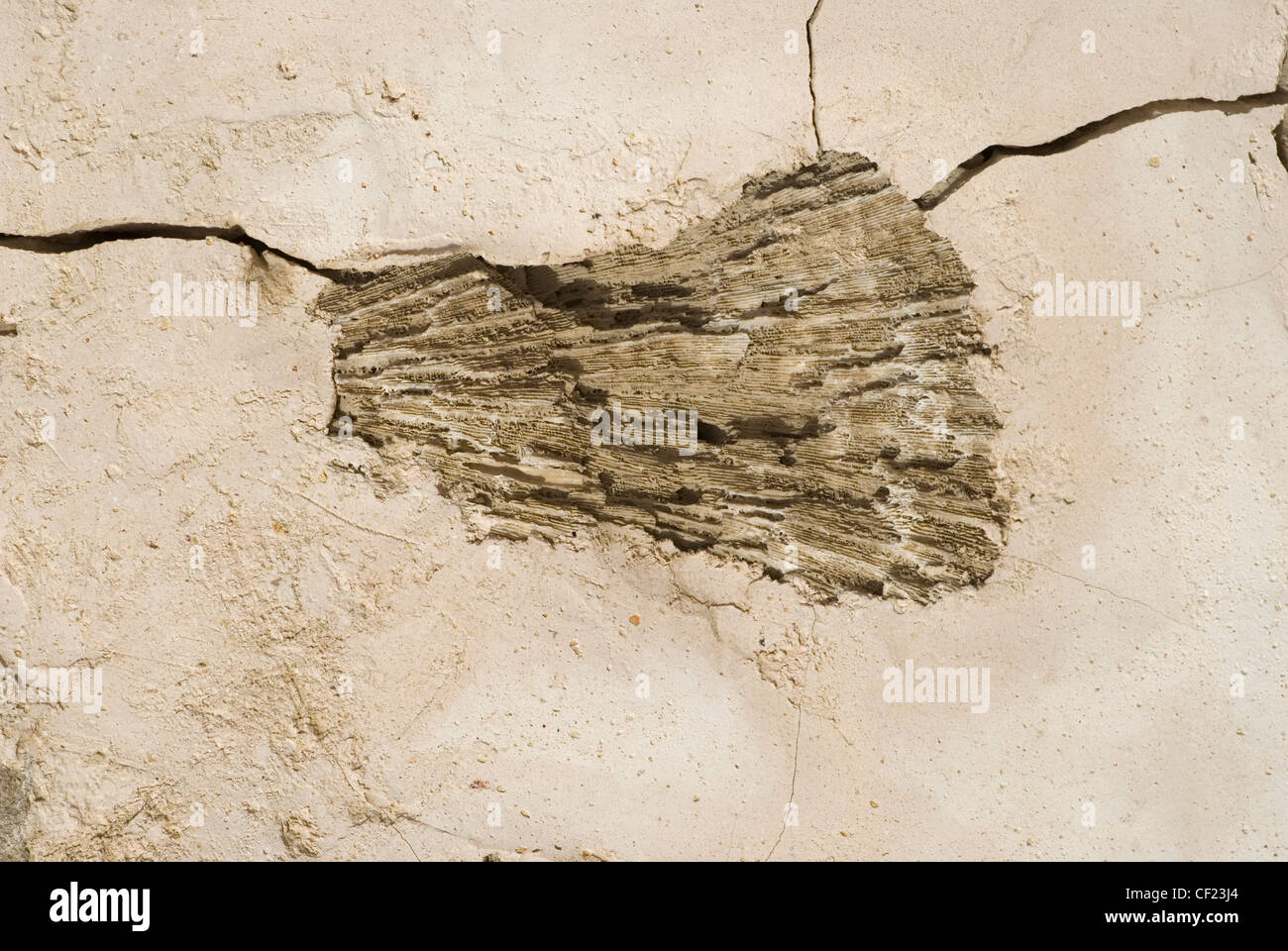 fossilen Oberflächenstruktur Stockfoto