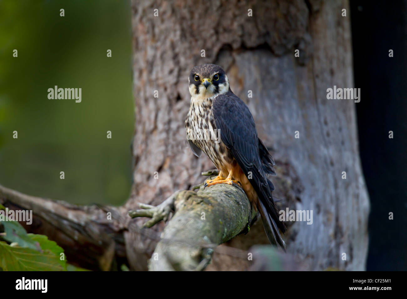 Eurasian Hobby Falco Subbuteo Baumfalke Falke Stockfoto