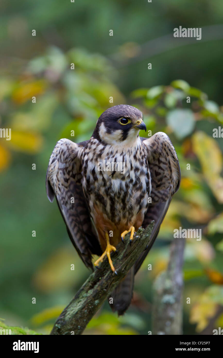 Eurasian Hobby Falco Subbuteo Baumfalke Falke Stockfoto