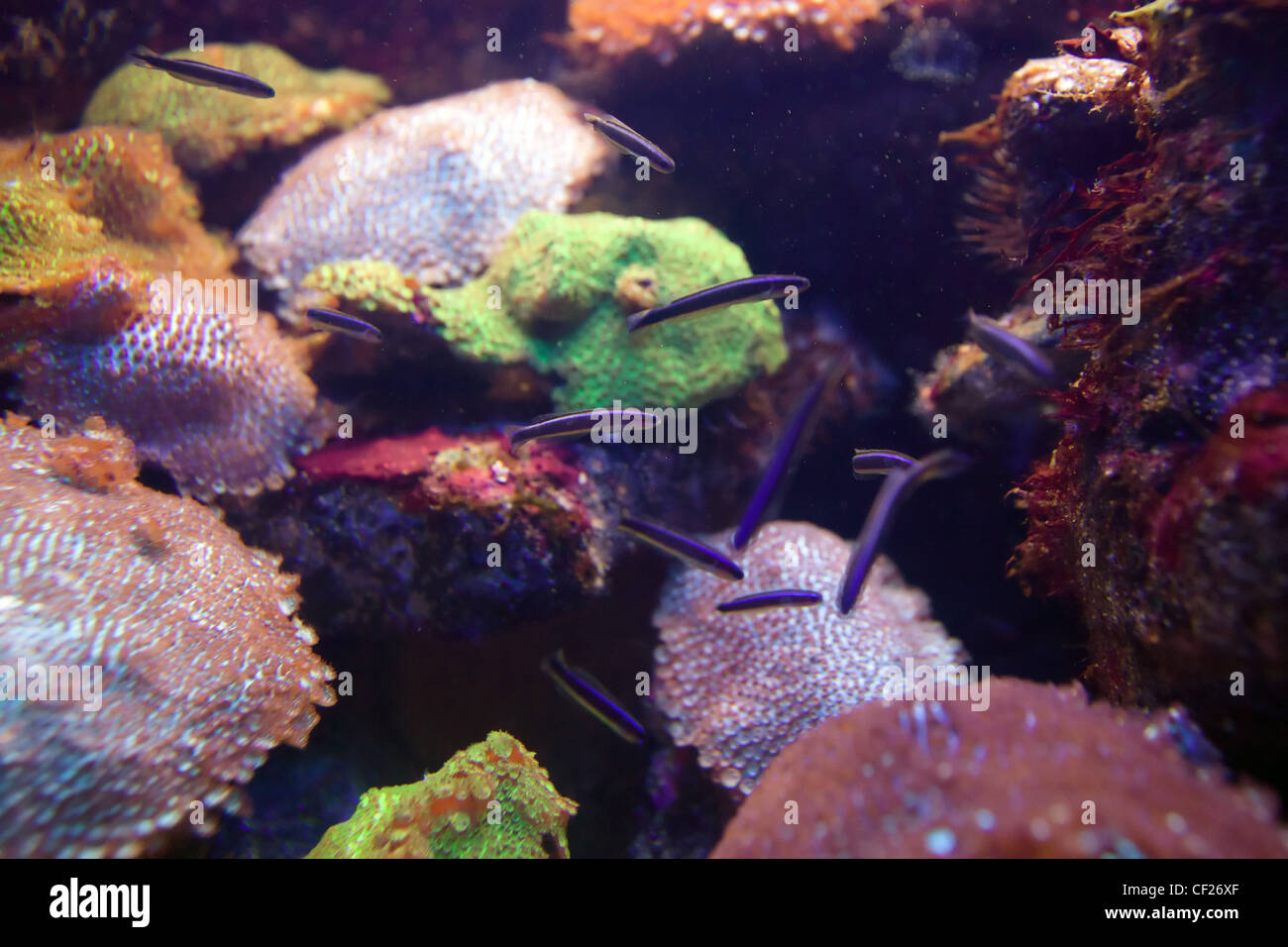 Fische, Korallen und Anemonen in den Boden des Aquariums oder Meer Stockfoto