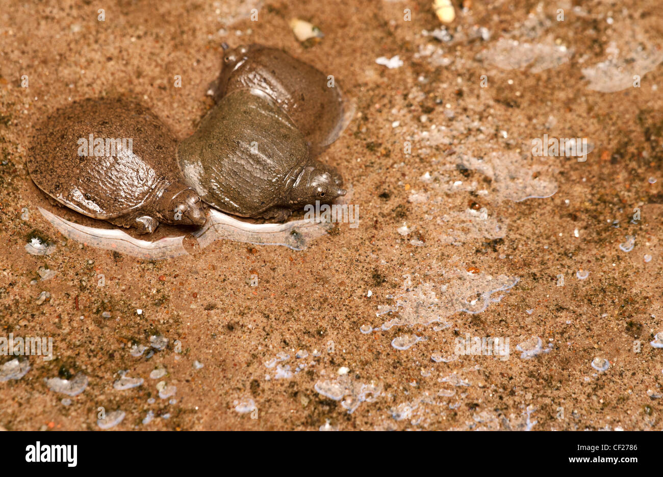 junge Schildkröten in der jade Kaiser-Pagode in vietnam Stockfoto