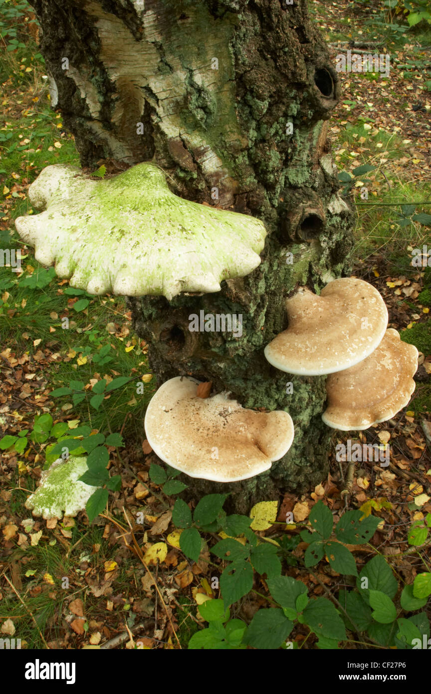 Halterung Pilze am Baum in Forestry Commission Wald in der Nähe von Kinver Rand. Stockfoto