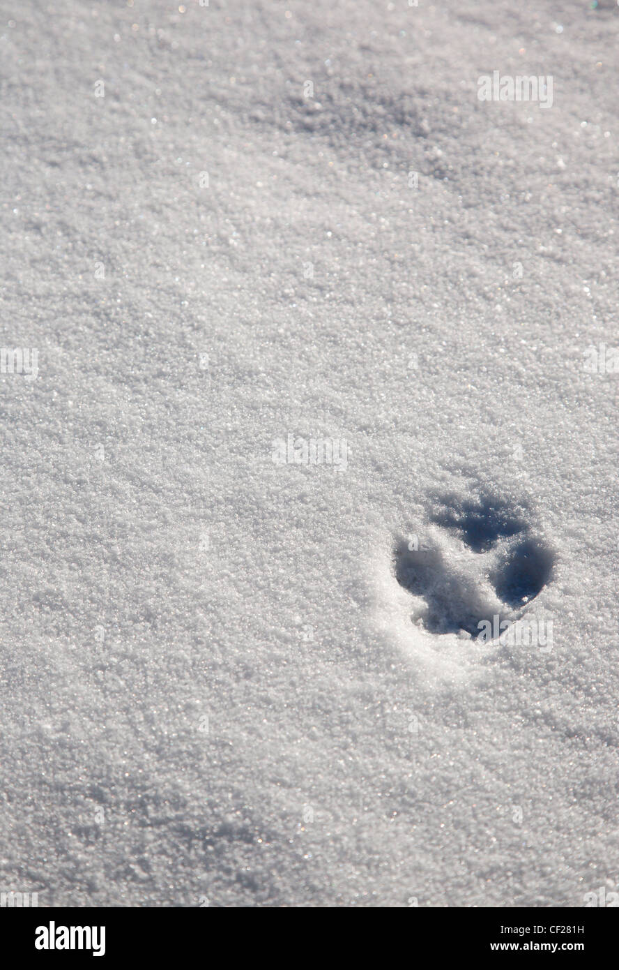 Fuchsspuren im schnee Fotos und Bildmaterial in hoher Auflösung Alamy
