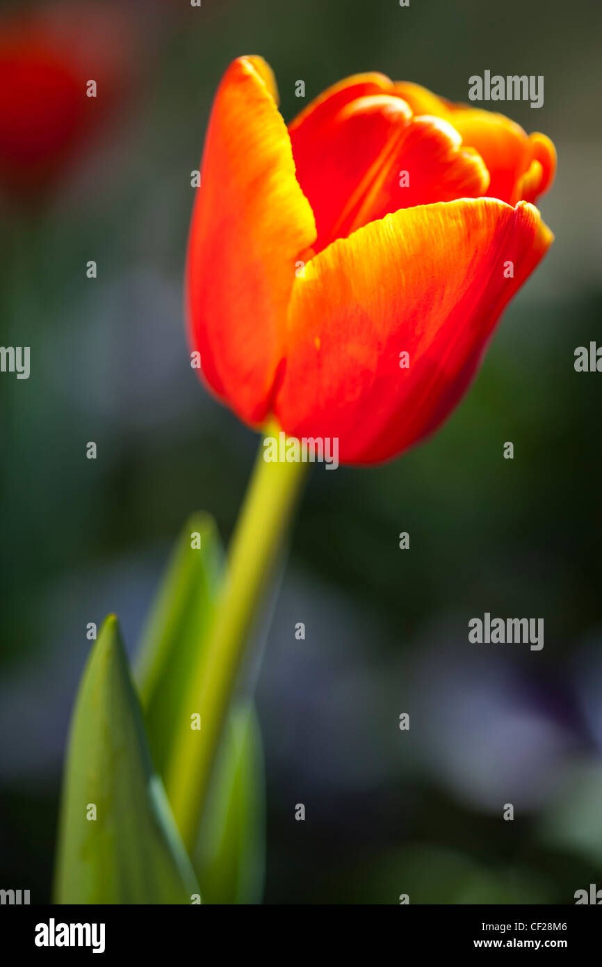 Blühende Tulpen im Cragside formalen Garten. Stockfoto