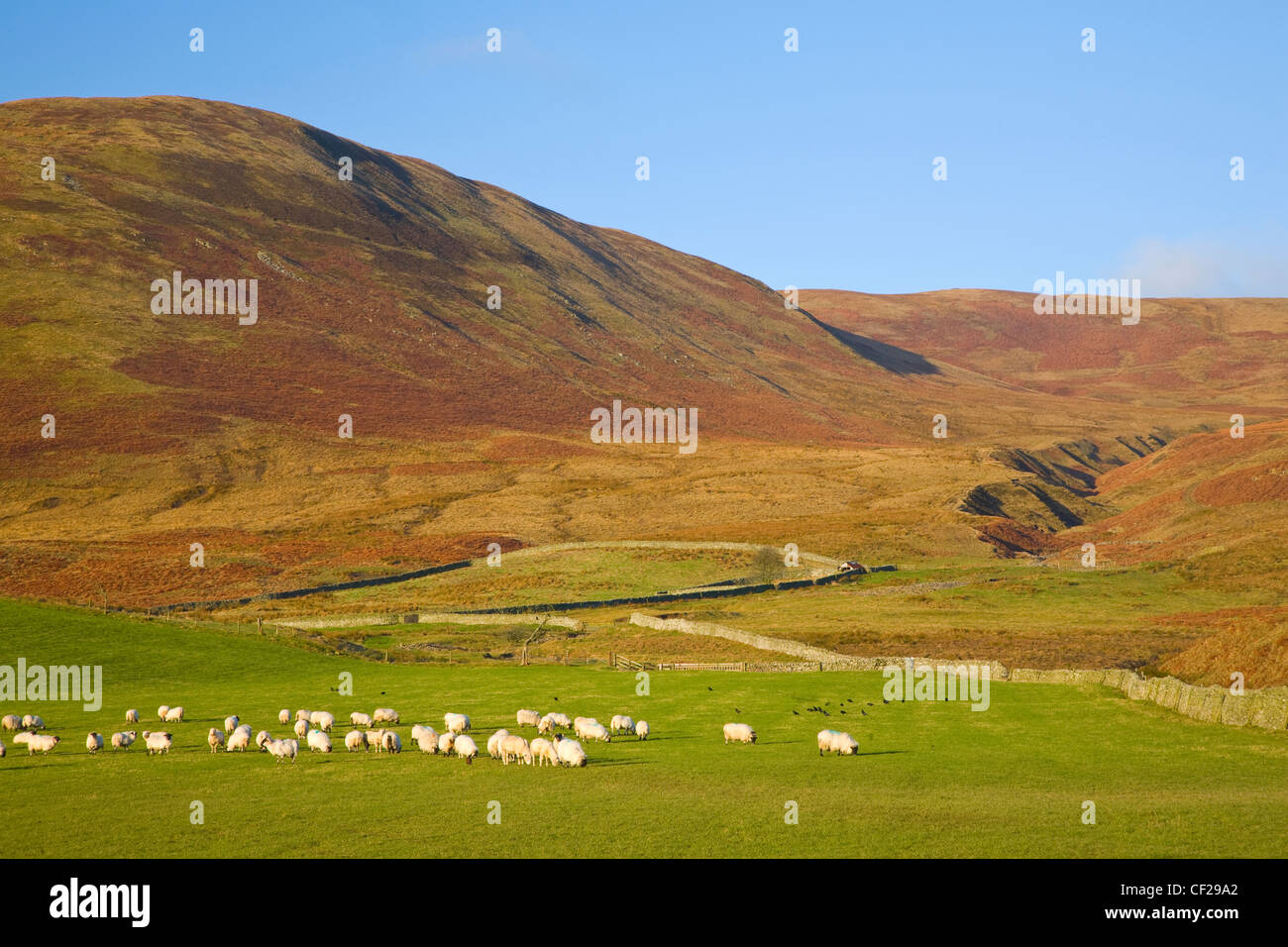 Schafe grasen auf der Weide landen im Ettrick Tal. Stockfoto