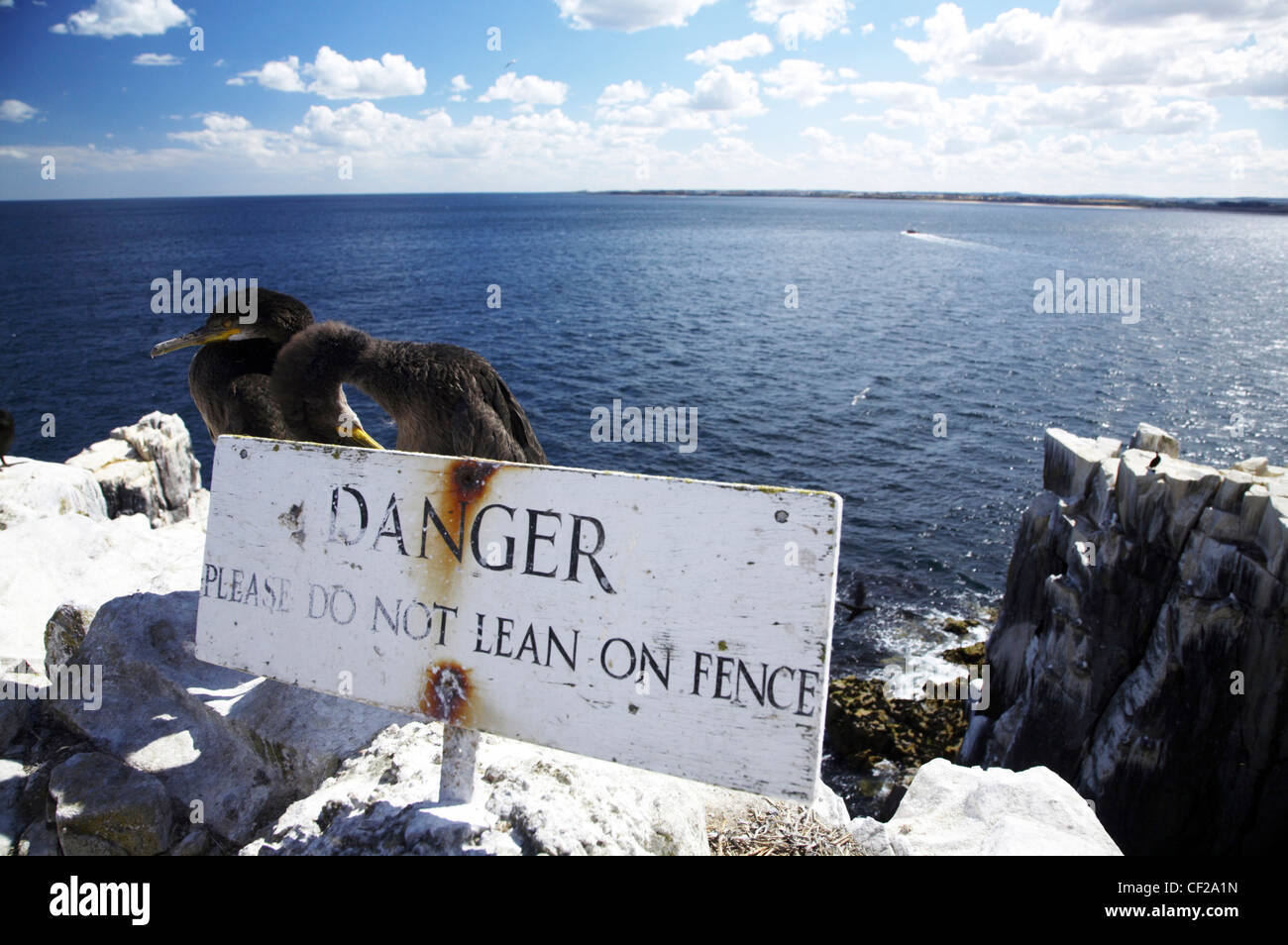 Vögel thront hinter ein Gefahrenzeichen auf den Farne Islands. Stockfoto