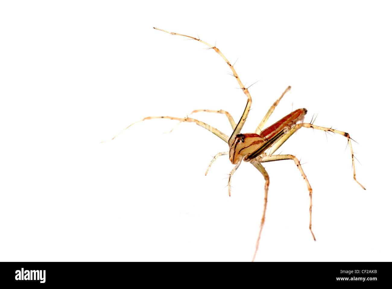 tierische Spinne Makroaufnahme, isoliert auf weiss. Stockfoto
