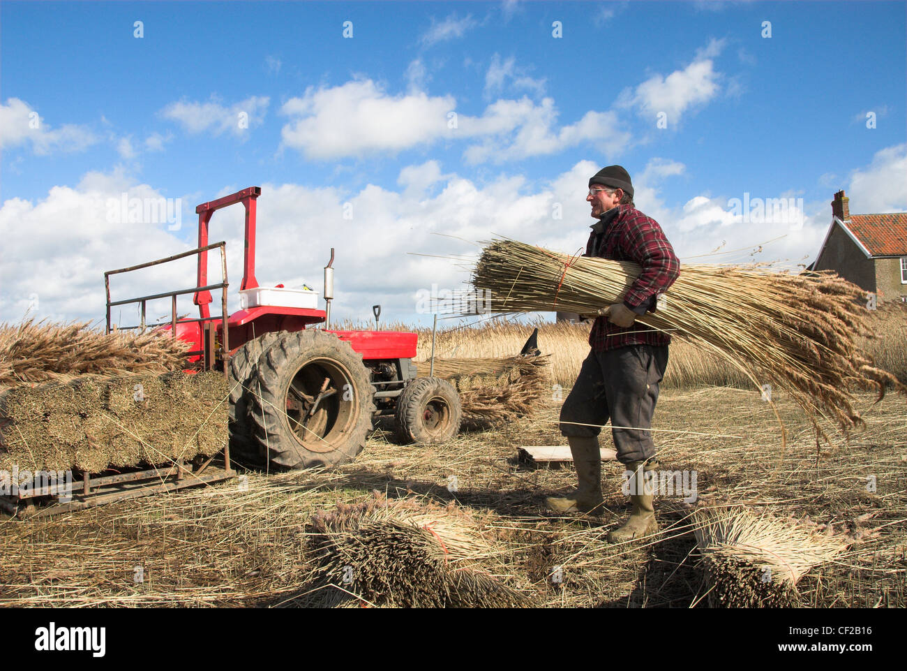 Ein Reed-Cutter mit einem Bündel von geschnittenen Schilf, auf der Rückseite eines Traktors laden. Stockfoto