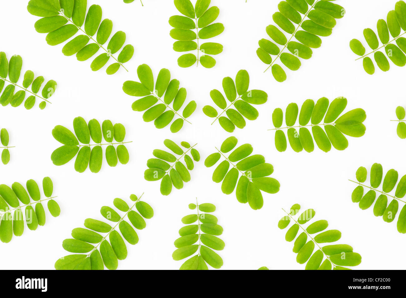 Indische Baum Blatt-Muster auf weißem Hintergrund Stockfoto