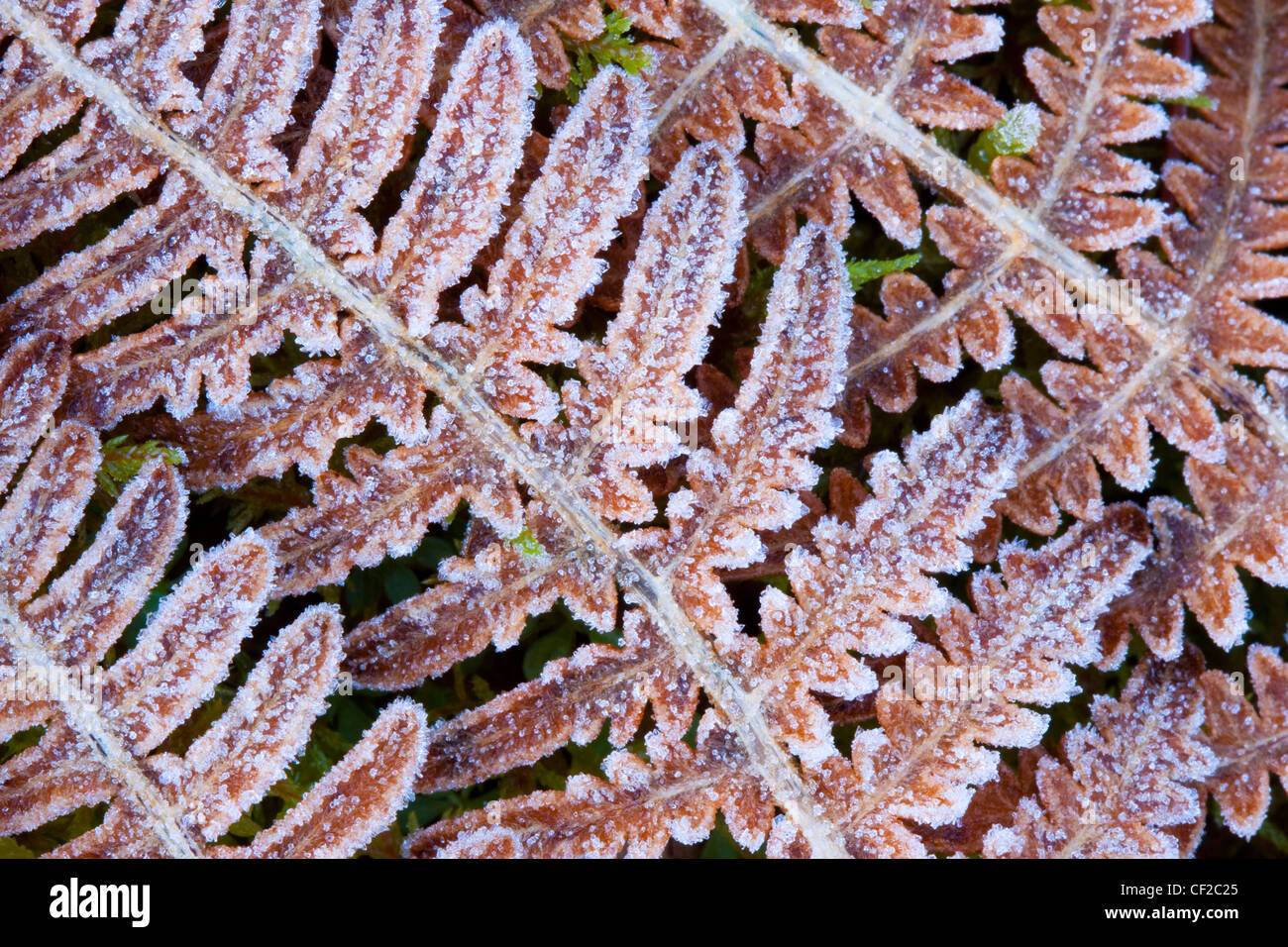 Frost bedeckt Farne im Rothiemurchus Estate in den Cairngorms National Park. Stockfoto