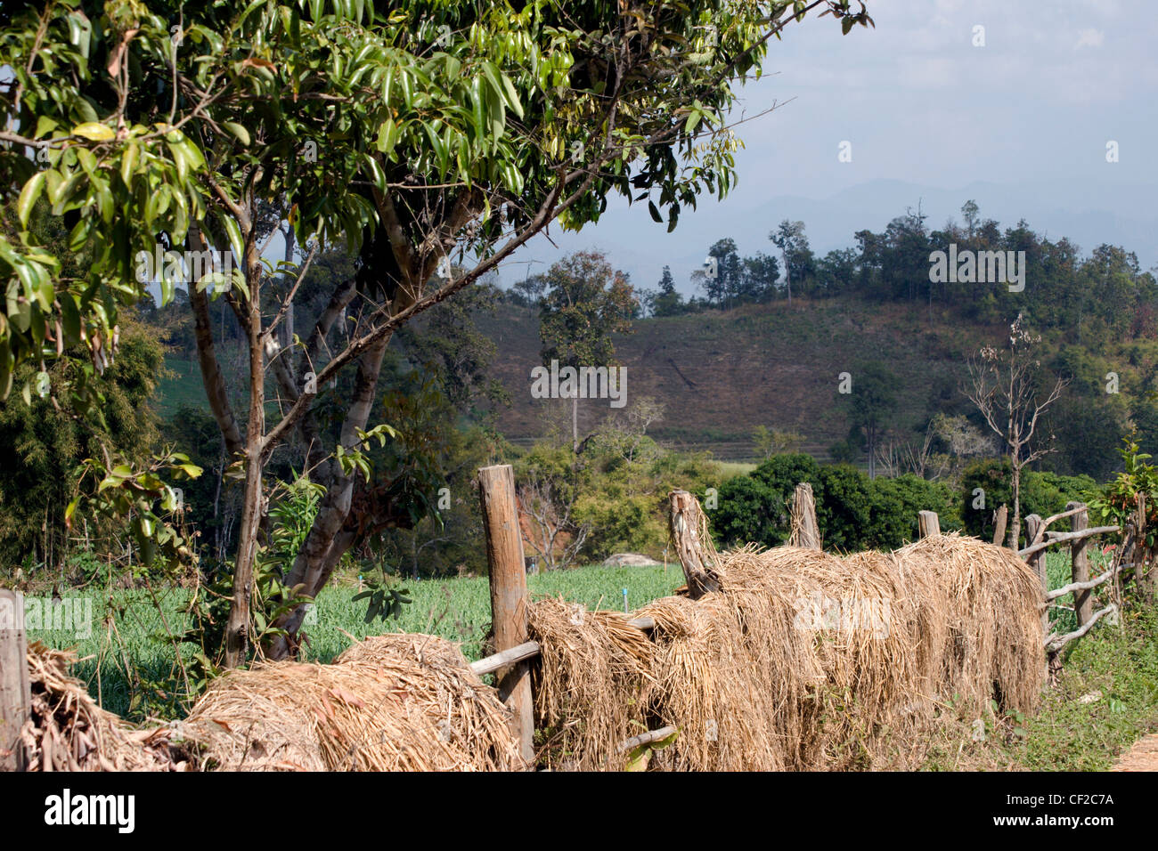 Heu wird auf einen hölzernen Lattenzaun in einem ländlichen Bauernhof in der Nähe der Ortschaft Pai, Nord-Thailand gesammelt. Stockfoto