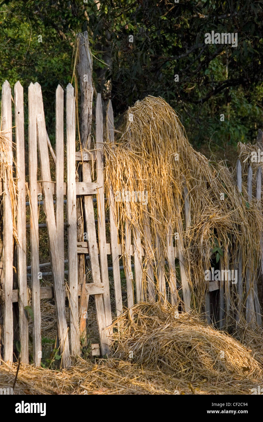 Heu wird auf einen hölzernen Lattenzaun an einer ländlichen fam in der Nähe der Ortschaft Pai, Nord-Thailand gesammelt. Stockfoto