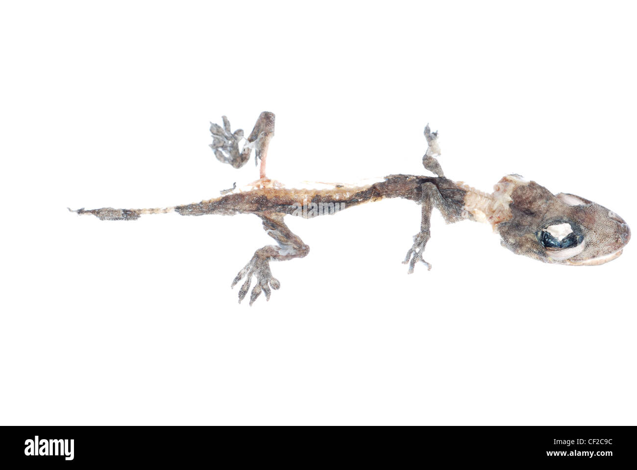 Totes Tier Gecko Schädel isoliert auf weiss Stockfoto