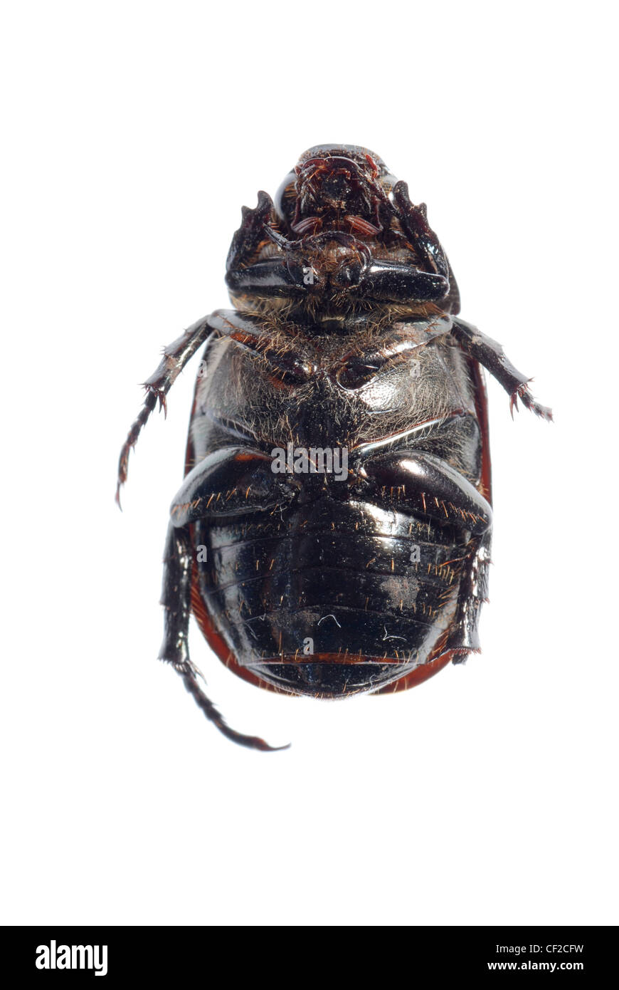 schwarze Skarabäus-Käfer isoliert auf weißem Hintergrund Stockfoto
