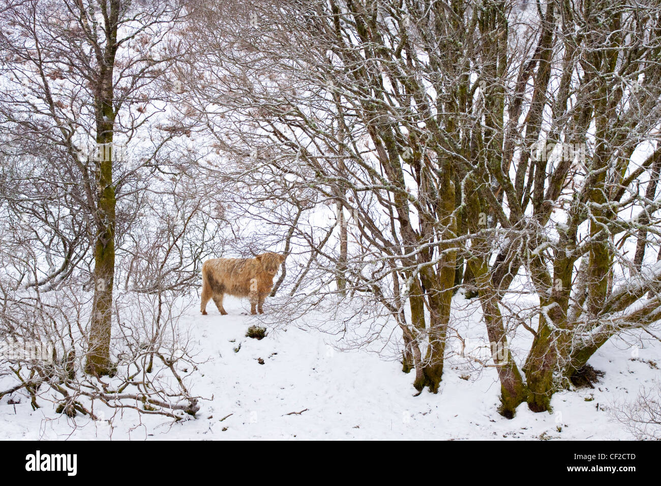 Highland Cattle trotzen Sie den Elementen eines harten Winters Umfelds im Glen Dochart. Stockfoto