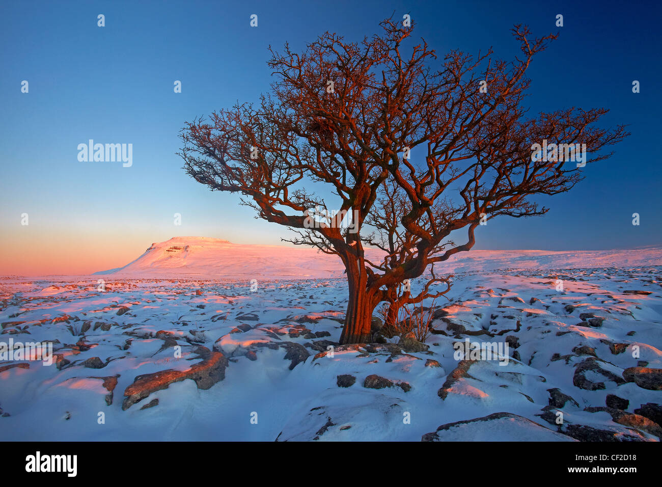 Winter-Blick vorbei an einem einsamen Baum in Richtung Ingleborough, einer der drei Zinnen Yorkshire aus weißen Narben, eine große Kalkstein-plat Stockfoto