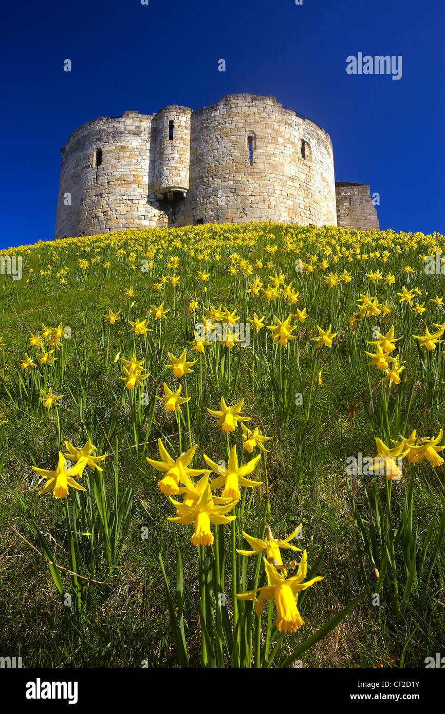 Frühling Blumen auf die Motte im Vorfeld Clifford es Tower, ein Bergfried erbaut in der zweiten Hälfte des dreizehnten Jahrhunderts, benannt nach achtern Stockfoto
