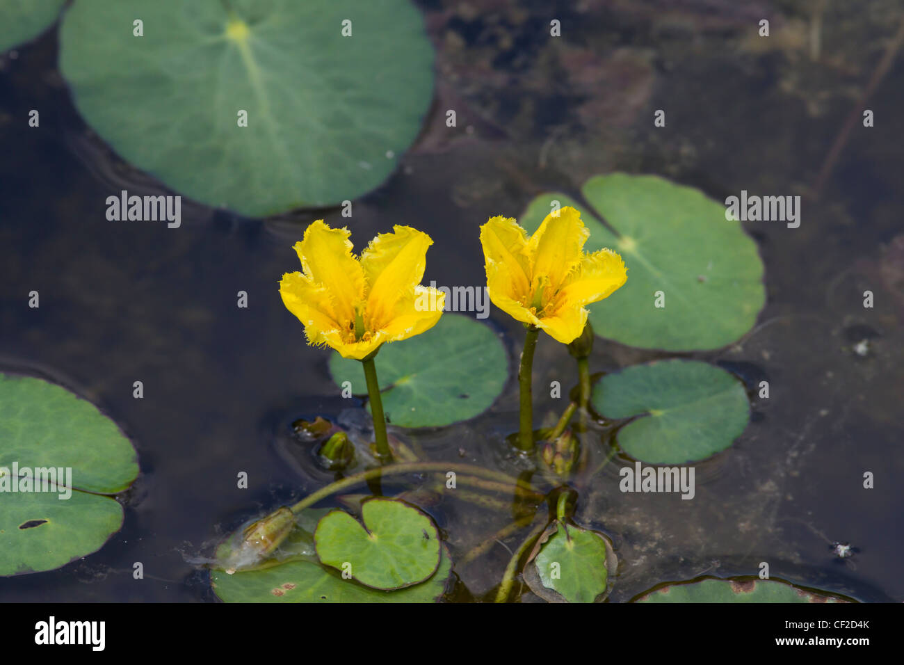 Europaeische Seekanne, Nymphoides peltata, gesäumte Seerose Stockfoto