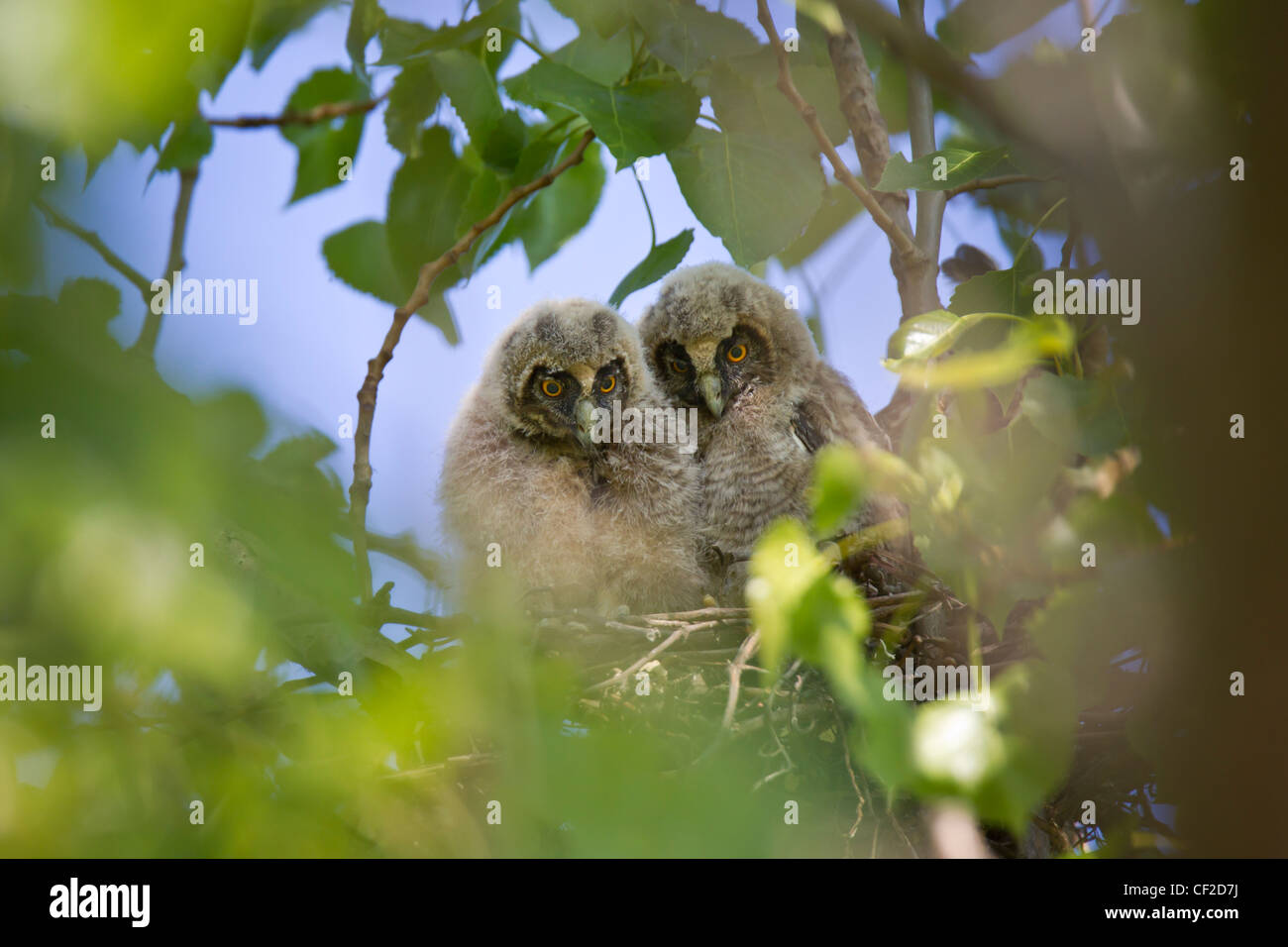 Waldohreule, ASIO otus, Langohreule Stockfoto