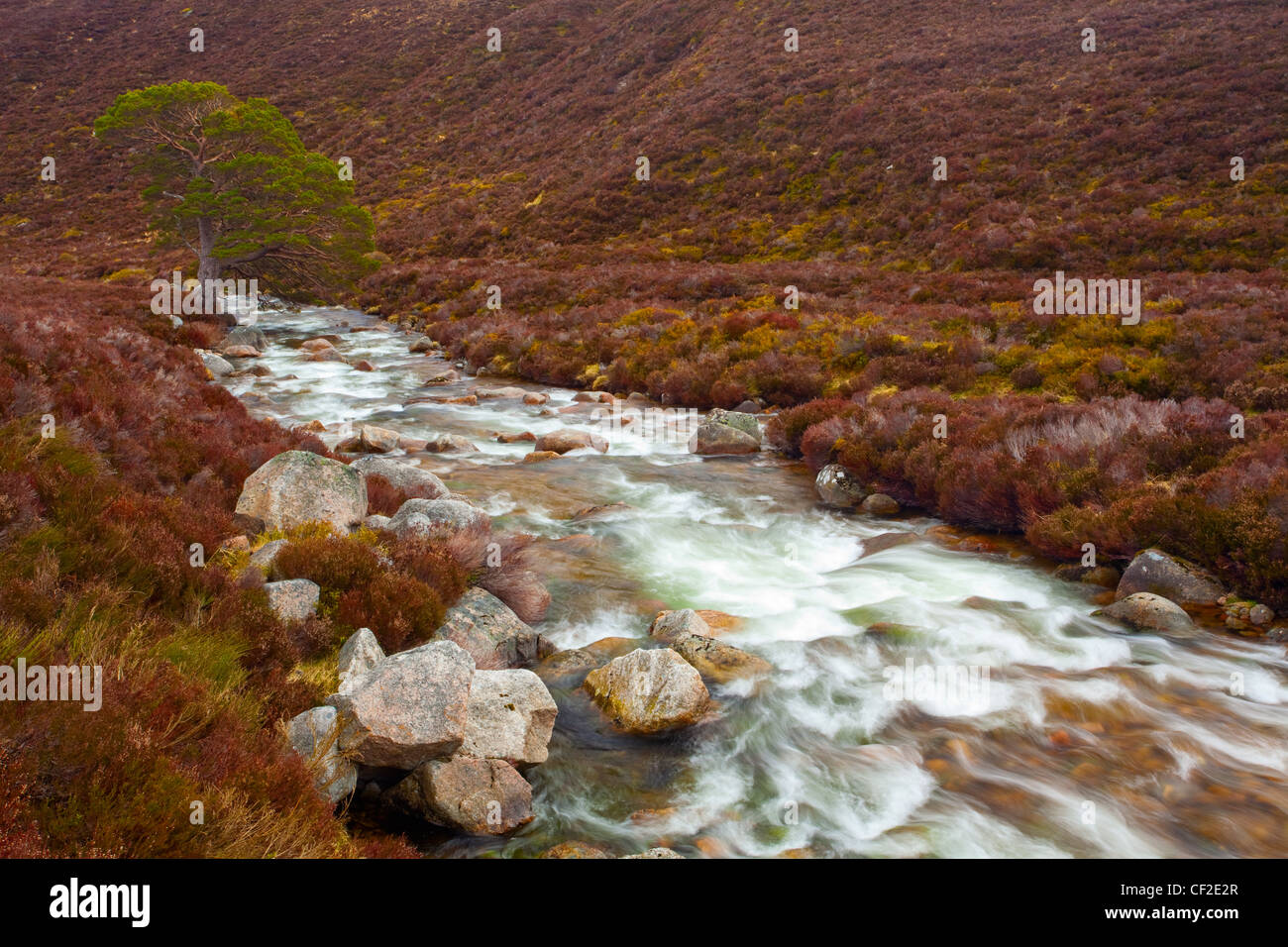Fluss, der durch das Heidekraut bekleideten Hügeln von Gleann Eanaich, in dem Rothiemurchus Estate in den Cairngorms National Park. Stockfoto