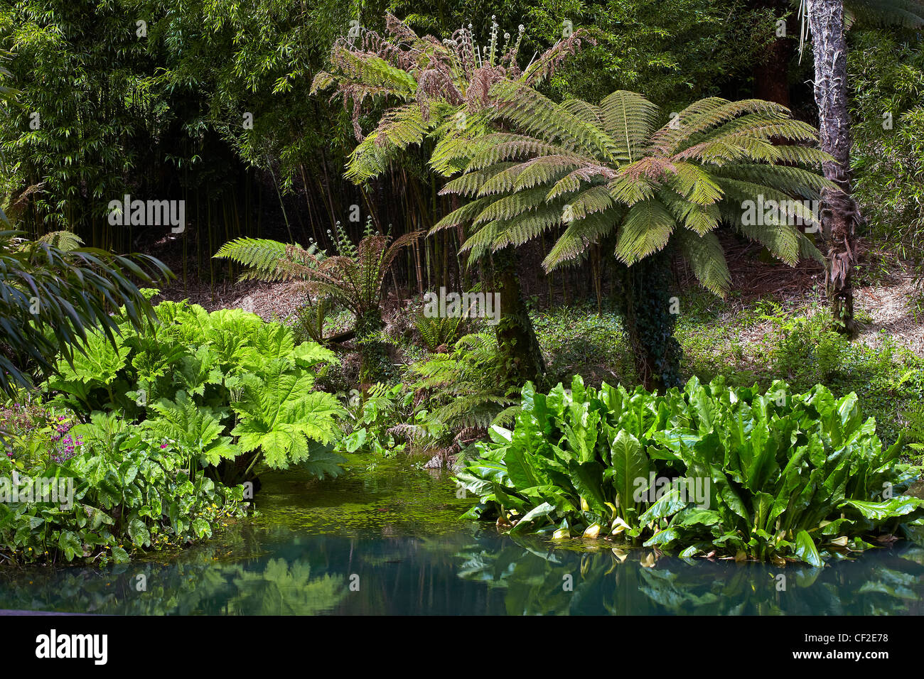 Exotische Pflanzen in The Jungle-Bereich von The Lost Gardens of Heligan. Stockfoto
